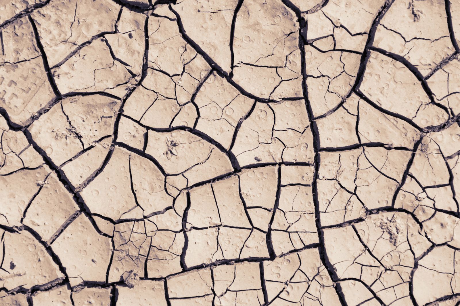 Sun-baked earth broken into a grid of dry cracks