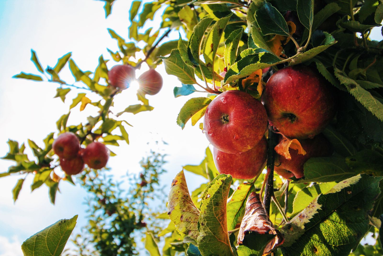 Red apples growing on a tree